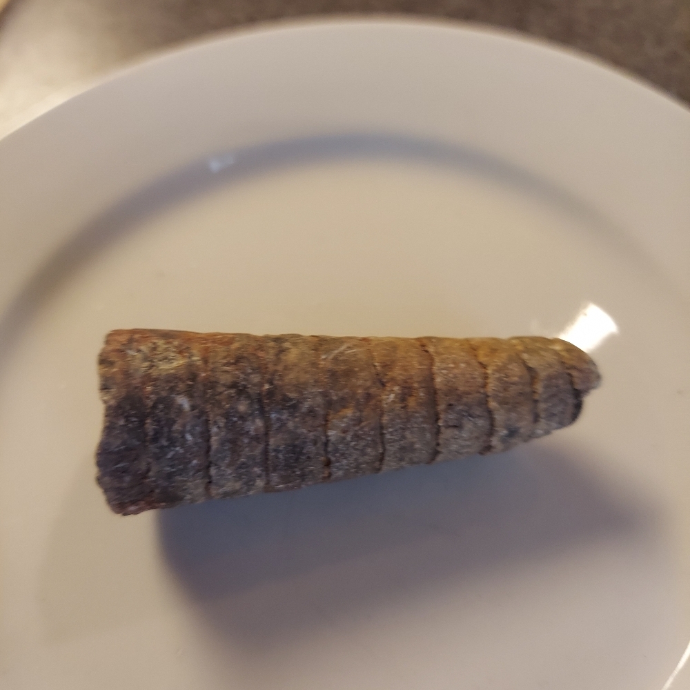 Y2k ORTHOCERAS FOSSIL - RARE EUC! - Picture 2 of 10